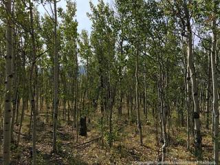 297 Concord Dr, Fairplay, CO 80456-9754