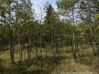 405 Concord Dr, Fairplay, CO 80456-9754